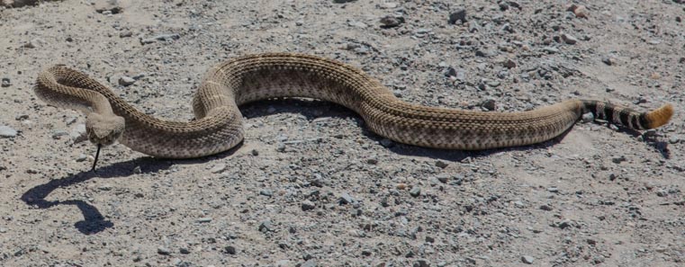Diamondback rattle snake