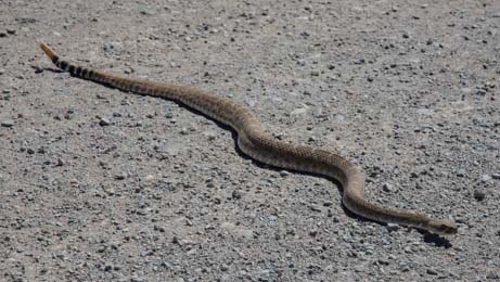 Diamondback rattle snake