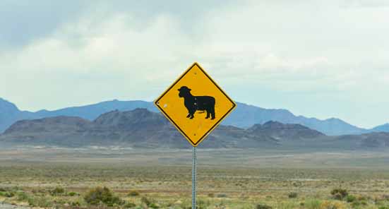 Poodle sheep crossing road sign Nevada