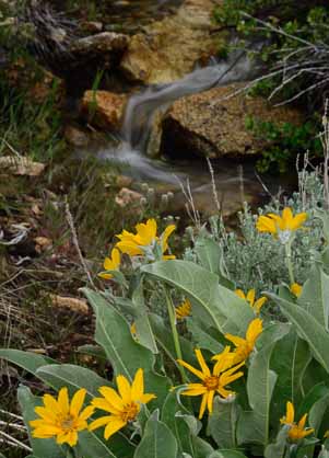 Wildflowers and waterfalls in Lamoille Canyon