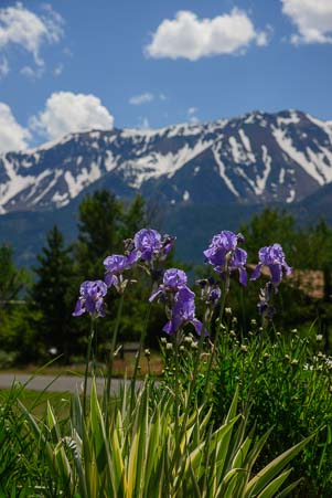 Lilacs and the Wallowa Mountains in Eastern Oregon