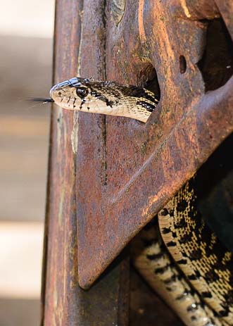 A snake in a rusted tractor dashboard 331