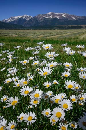 Daisies and the Wallowa Mountains in Oregon