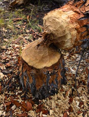 A tree felled by a beaver
