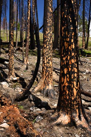 Bark falls off the trees from the Beaver Creek Fire in Idaho