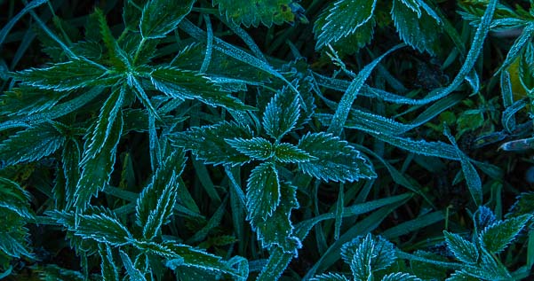 Leaves covered with frost