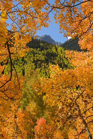 Orange Aspen in autumn in Colorado