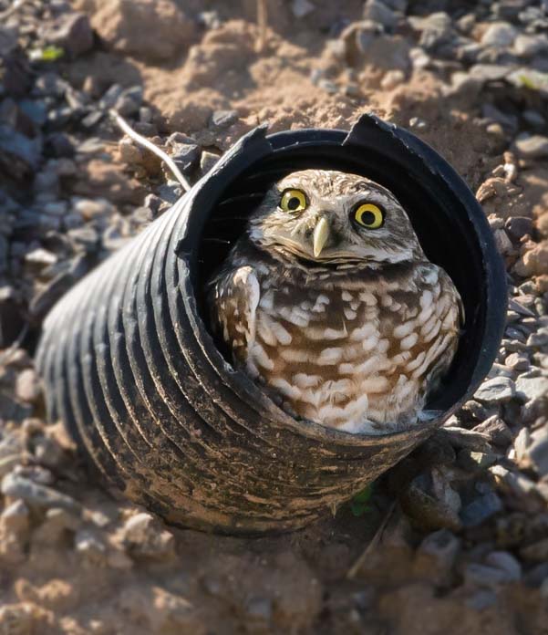 An owl looks out of his burrow