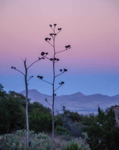 Pink and blue sky in the Chiricahuas in Arizona