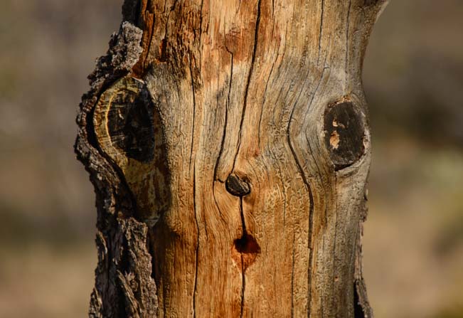Surprised face in a tree