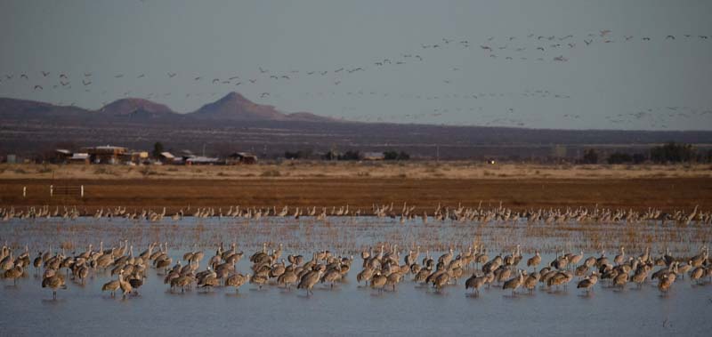 Sandhill cranes roosing and flying in the morning in Arizona