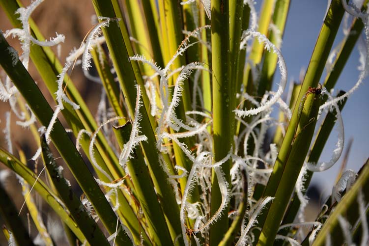 Lace patterns of ice and frost on a yucca in Big Bend Texas