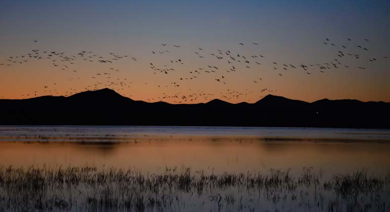 A flock of sandhill cranes arrives at sunset in southern Arizona