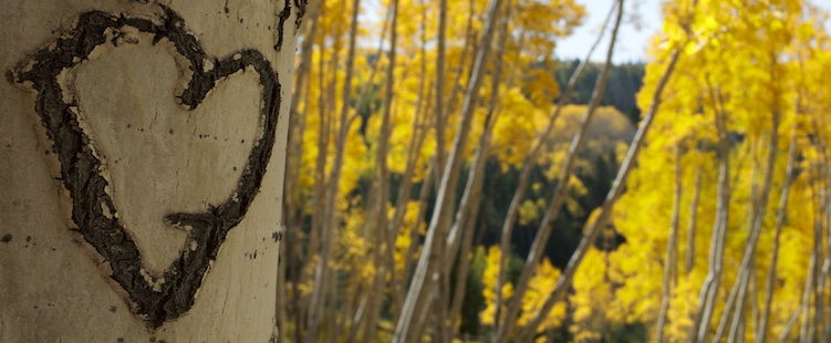 Valentine heart carved into an aspen tree