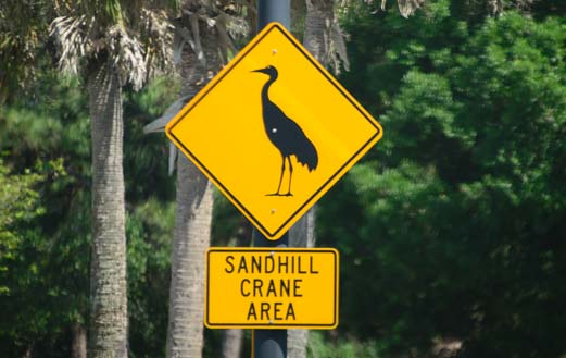 Sandhill cranes hatching area in Sarasota Florida