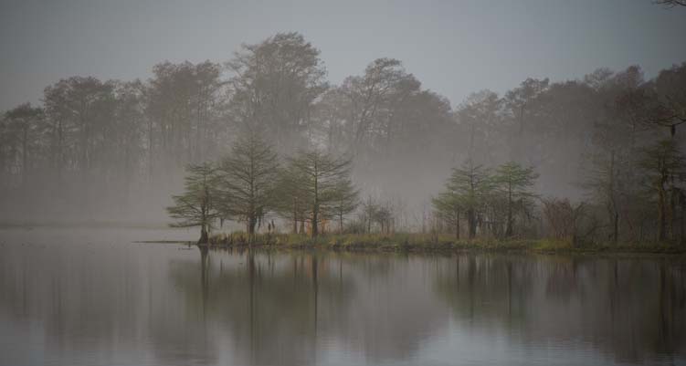 Morning mist in a Louisiana rest area on I-10
