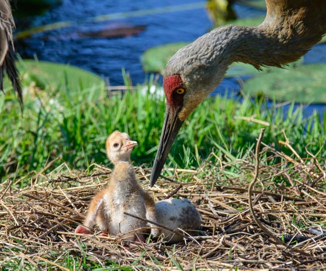 What Do Sandhill Cranes Look Like OJHUCC