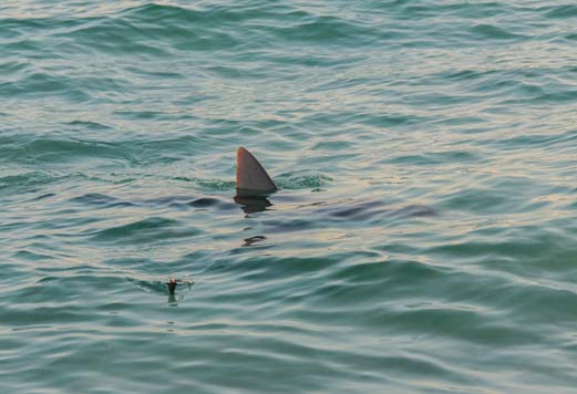 Shark fin in the water in northern Florida