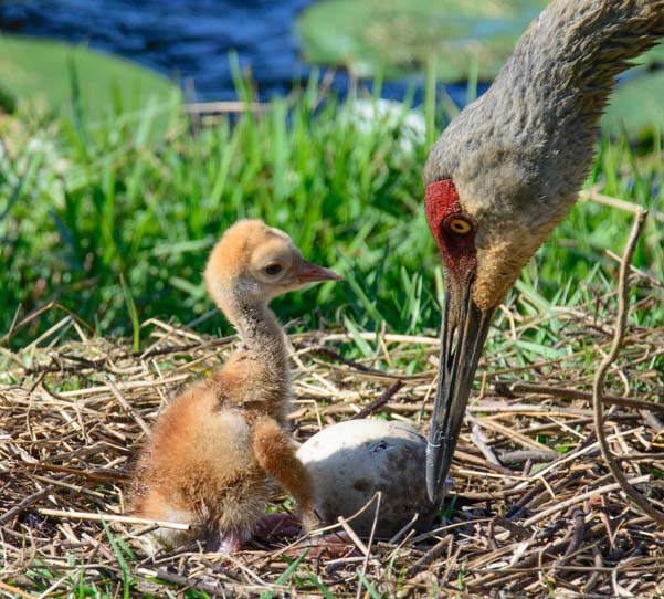 Sandhill crane chick looks mom in the eye