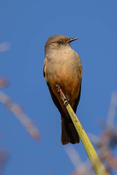Bird on a twig