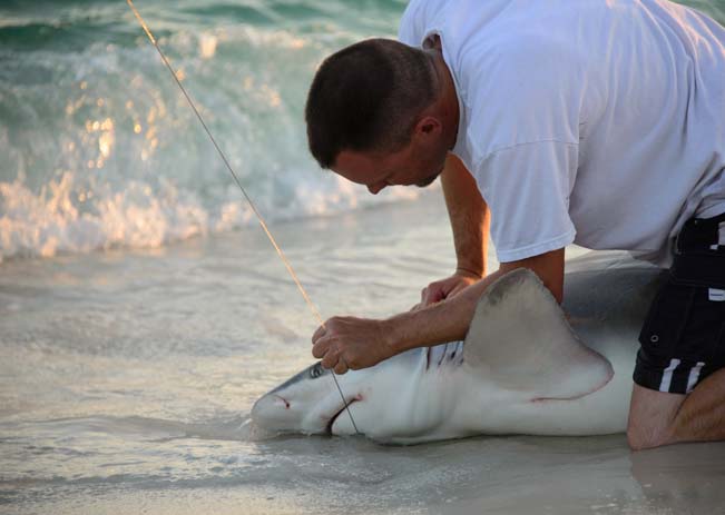 Removing a fishing hook from a shark in Florida