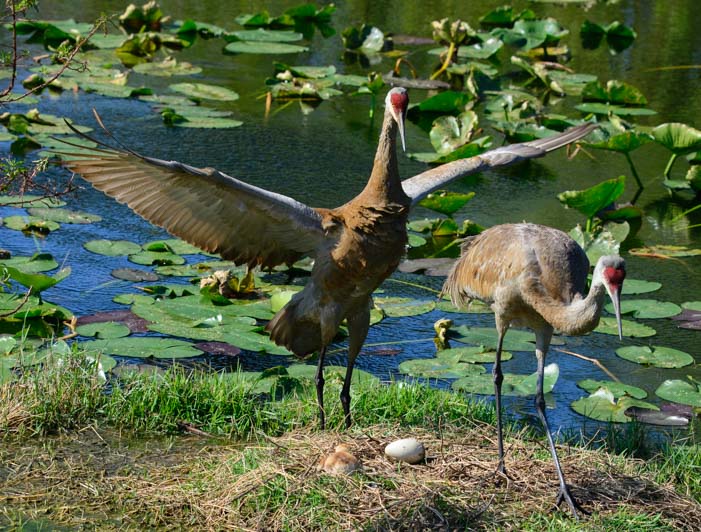 Pair of sandhill cranes in Sarasota Florida with chick in nest
