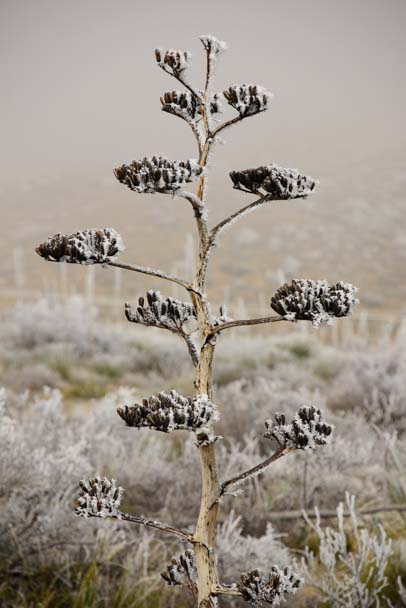 Century plant with snow in Big Bend Texas