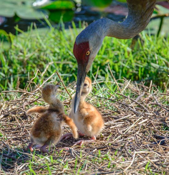 Female sandhill crane with two hatched chicks
