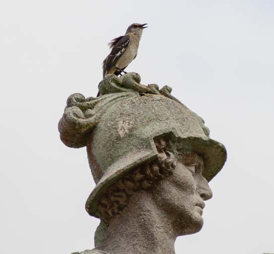 Singing bird on statue in Ringling Art Museum Courtyard