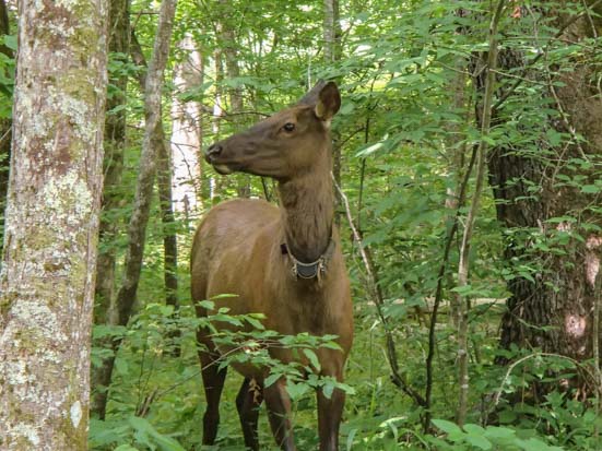 Elk on Oconaluftee River hiking trail Smoky Mountains
