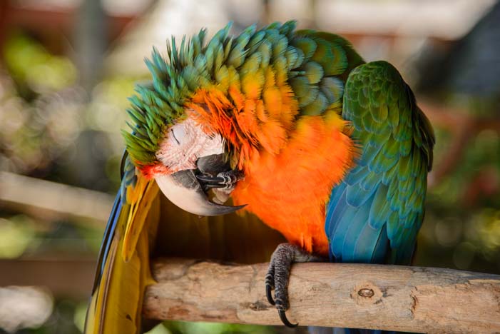 Hybrid Macaw at Jungle Gardens Sarasota Florida