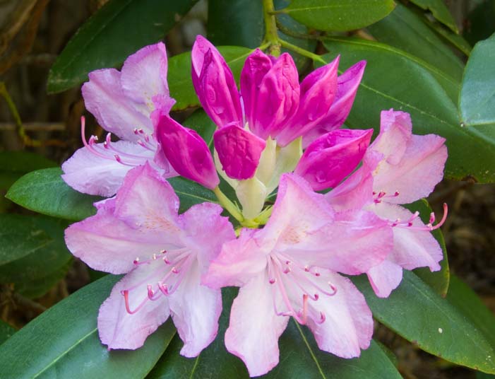 06 701 Rhododendron blooming 5