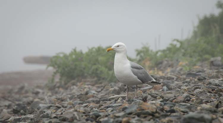 Seagull in the mist and fog in Maine
