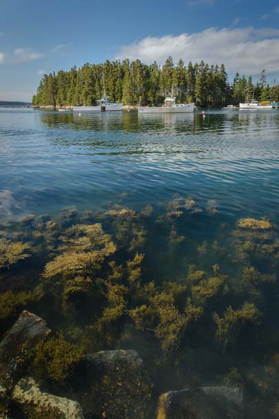 Underwater seaweed Schoodic Point Maine