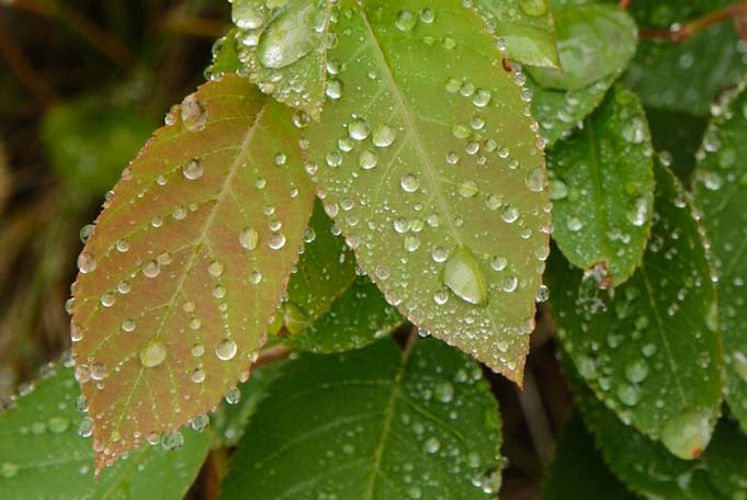 Raindrops on leaves Maine