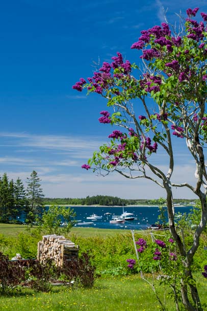 Lilacs arching over Maine harbor