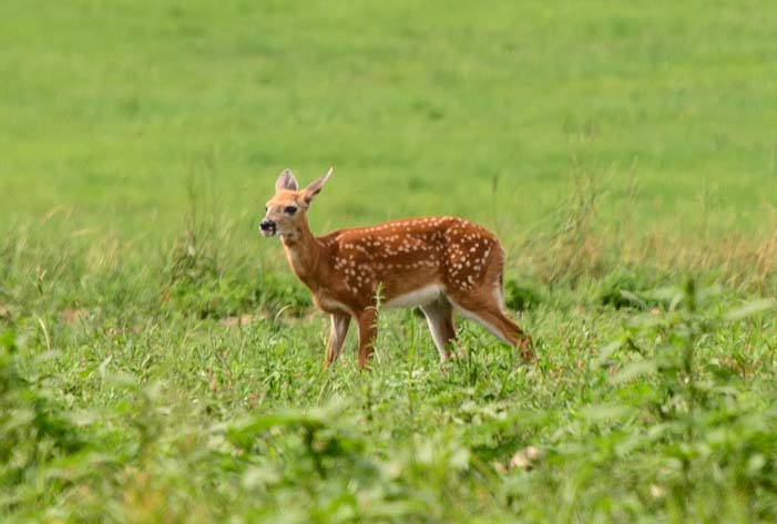 A little fawn in Maine