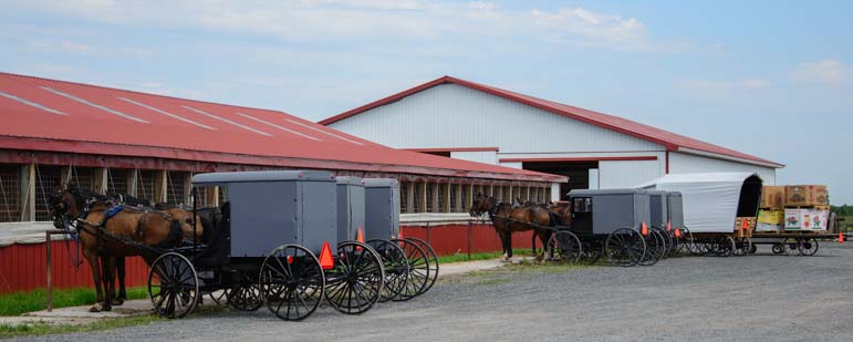 Amish horses and buggies tied up_