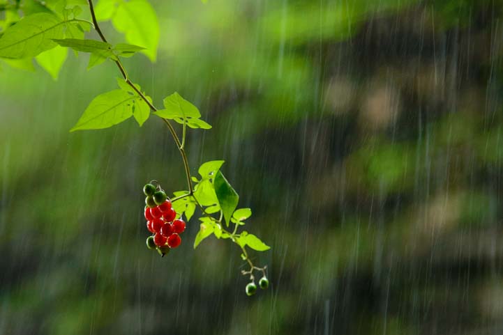 Rain on berries Watkins Glen State Park New York
