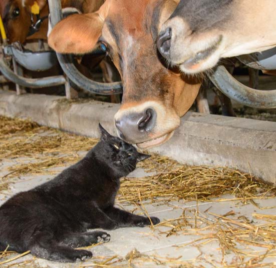Cat and cow on Amish Farm Finger Lakes New York