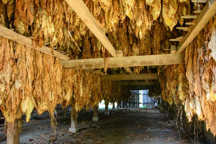 Tobacco leaves hanging in a barn Maysville Kentucky