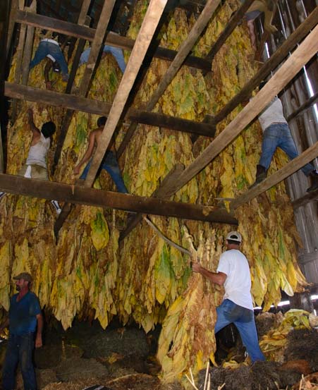 Burley tobacco leaves drying in a barn Mason County Kentucky