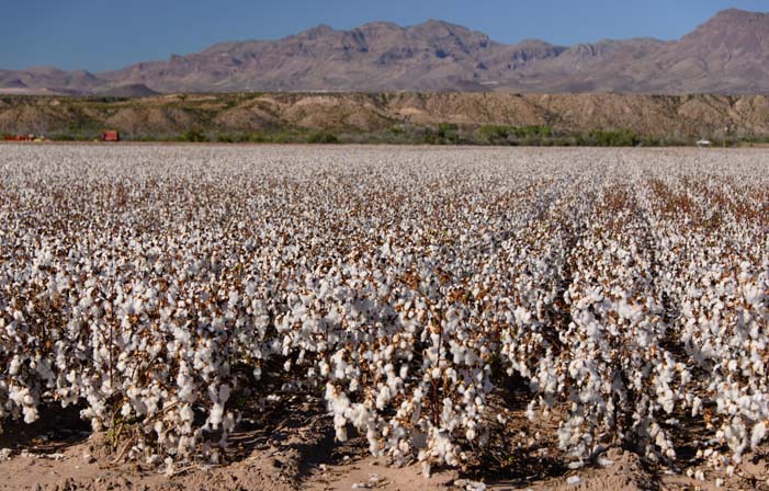 Cotton fields Safford Arizona