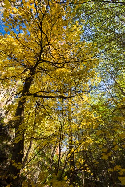 Golden fall color Coronado National Forest Arizona