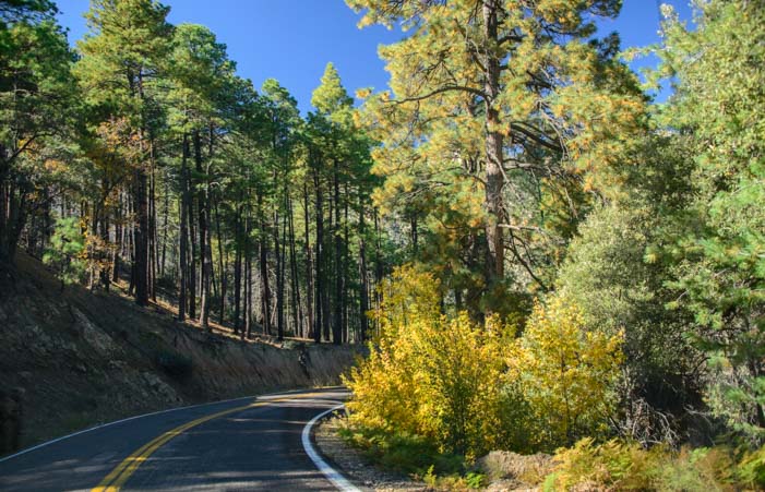 Swift Trail Scenic Drive Mt. Graham Arizona