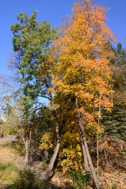 Fall colors Mt. Graham Arizona