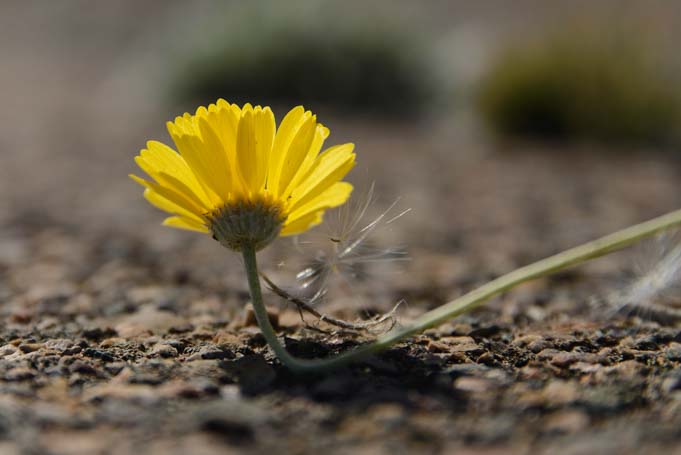 Wildflower Arizona desert