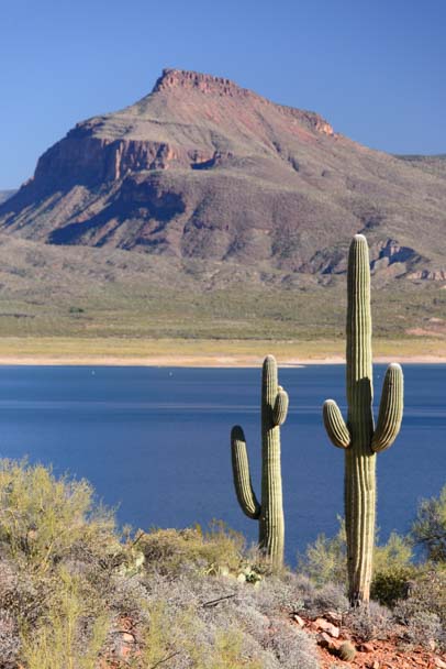 Saguaro cactus Roosevelt Lake Arizona