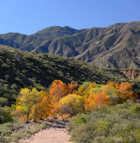 Fall color and RV camping in Arizona