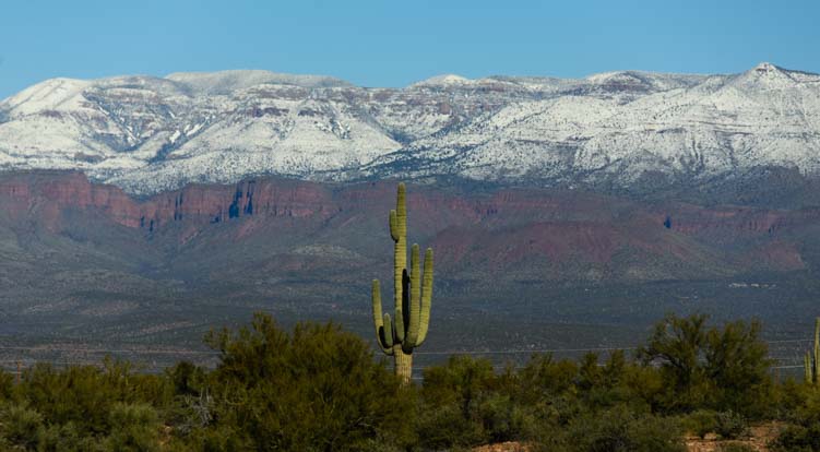 Saguaro cactus snow capped mountains Tonto National Forest Arizona